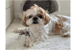 Qual a possibilidade do cachorro Shih Tzu ficar com doente se for picado pelo Aedes Aegypti?