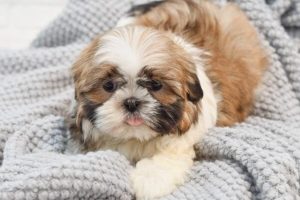 Como Ensinar seu Shih Tzu a Usar Tapete Higiênico em Dias de Chuva?
